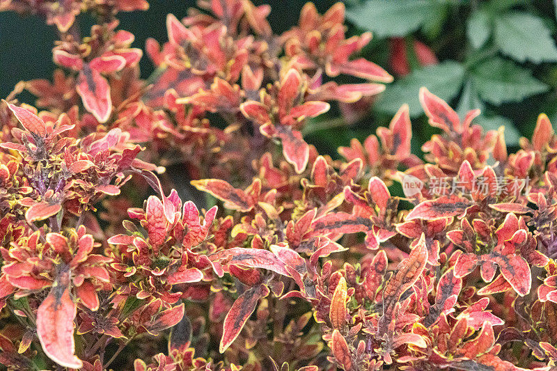 solenstemon 'Fire Bush'在伦敦，英国